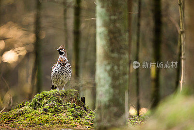 Haselhuhn, Tetrastes bonasia, Hazel松鸡